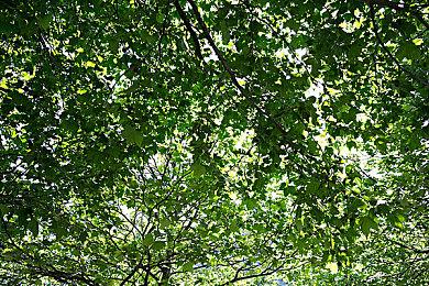 体素风格城市建设游戏《Town To City》Steam页面开放 发售日待定