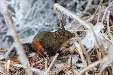 《DEVIL BLADE REBOOT》Steam上架 纵版弹幕射击